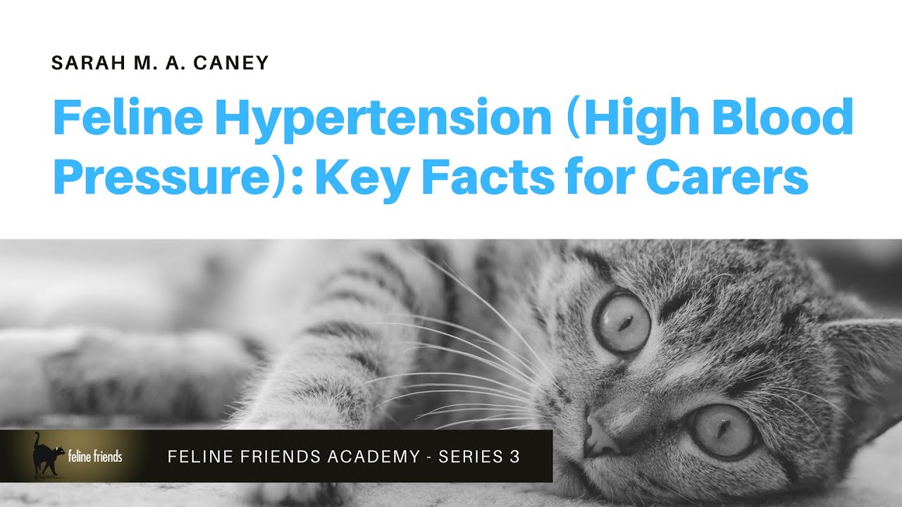 Feline Hypertension (High Blood Pressure): Key Facts For Carers
