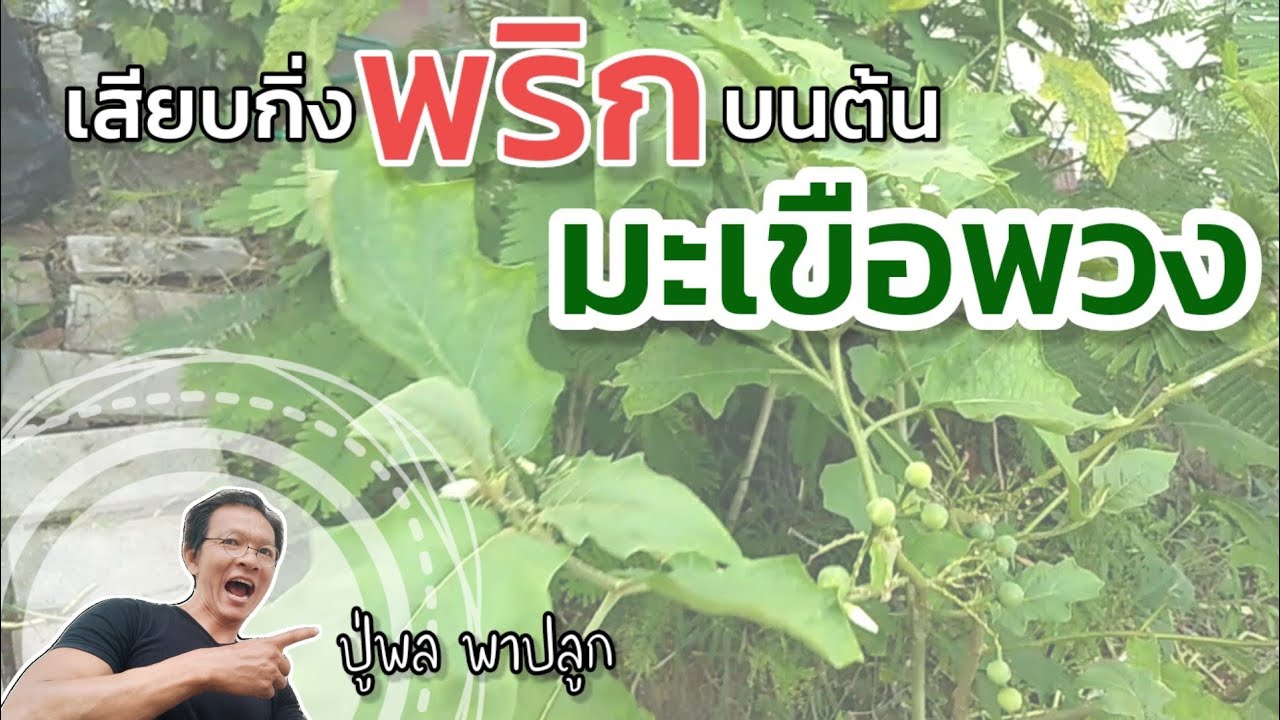 เสียบกิ่งพริก บนต้นมะเขือพวง ได้จริงเหรอ I ปู่พล พาปลูก I