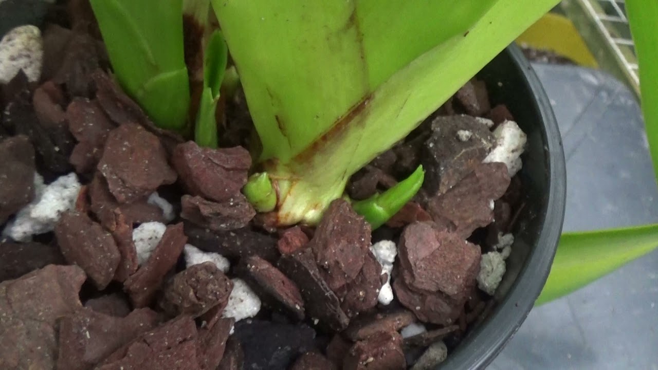 Slipper Orchids #Care collab