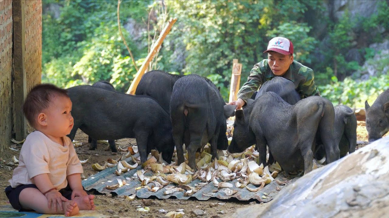 Single father clears the farm, Feeds wild pigs. Hoping for a better future for his little daughter