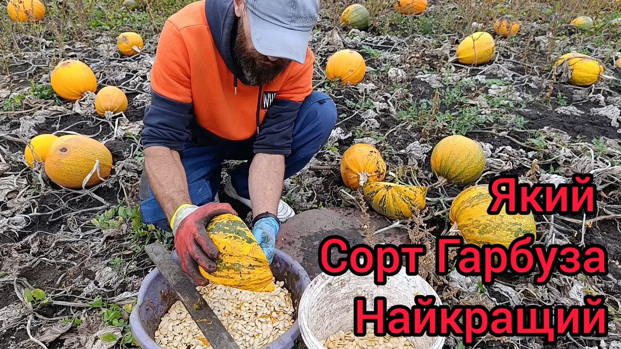 Як стать Мільйонером🤭, Гарбузи П'ять років підряд на одному місті 