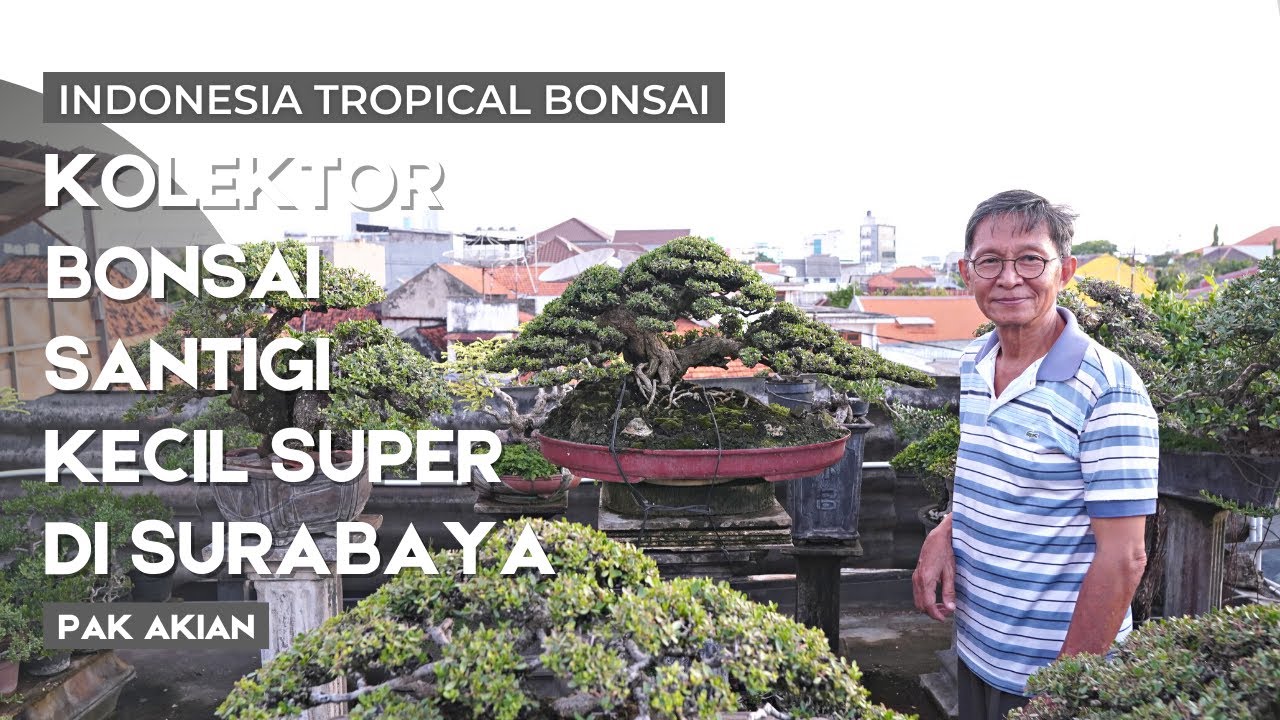 Bonsai Santigi santigi kecil super di roof top milik kolektor senior Surabaya,Pak Lie Sek Kian