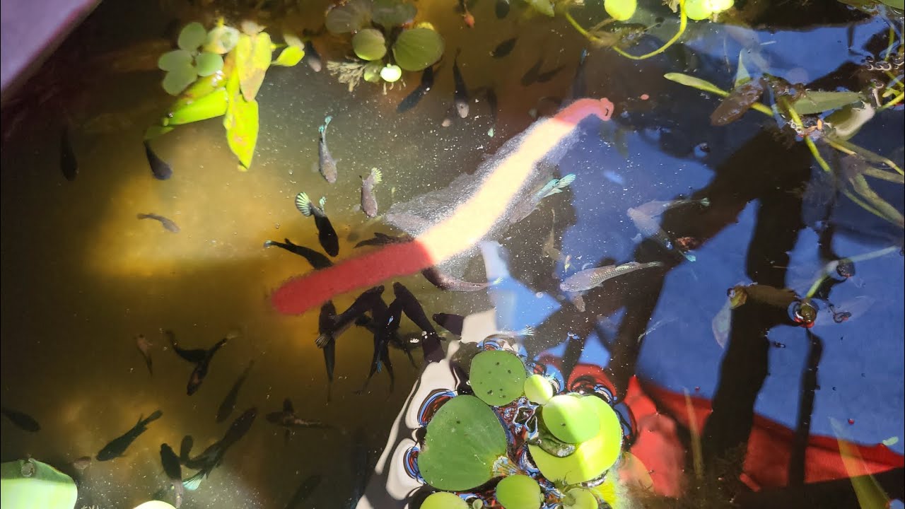 Consejos para tener tu criadero de bettas en cuidado y salud.