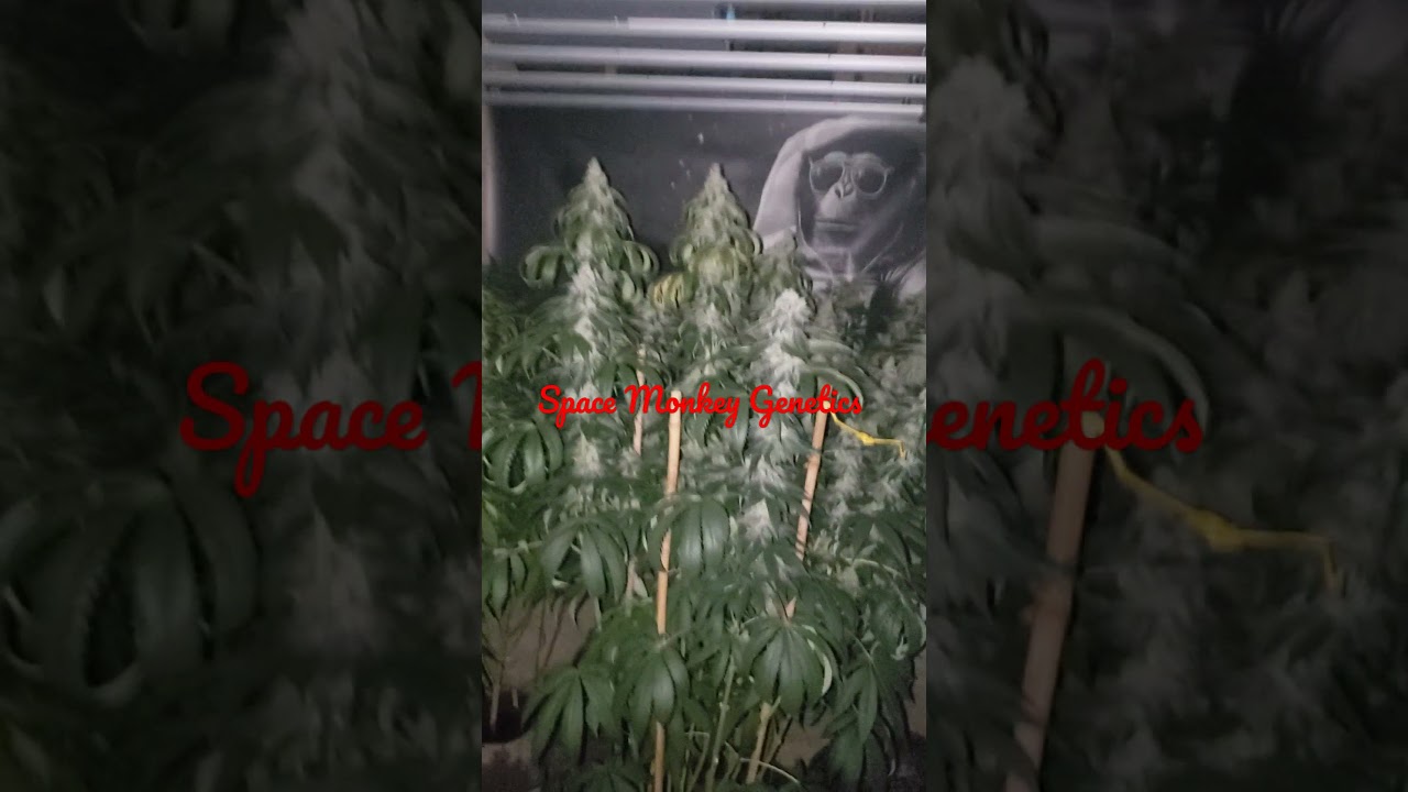 Space Monkey Genetics- Guerilla Gangsta *Carol Baskins Edition*