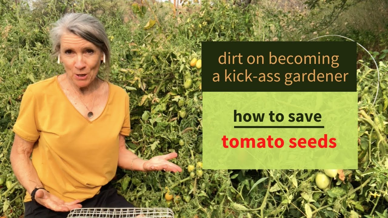 How to save tomato seeds