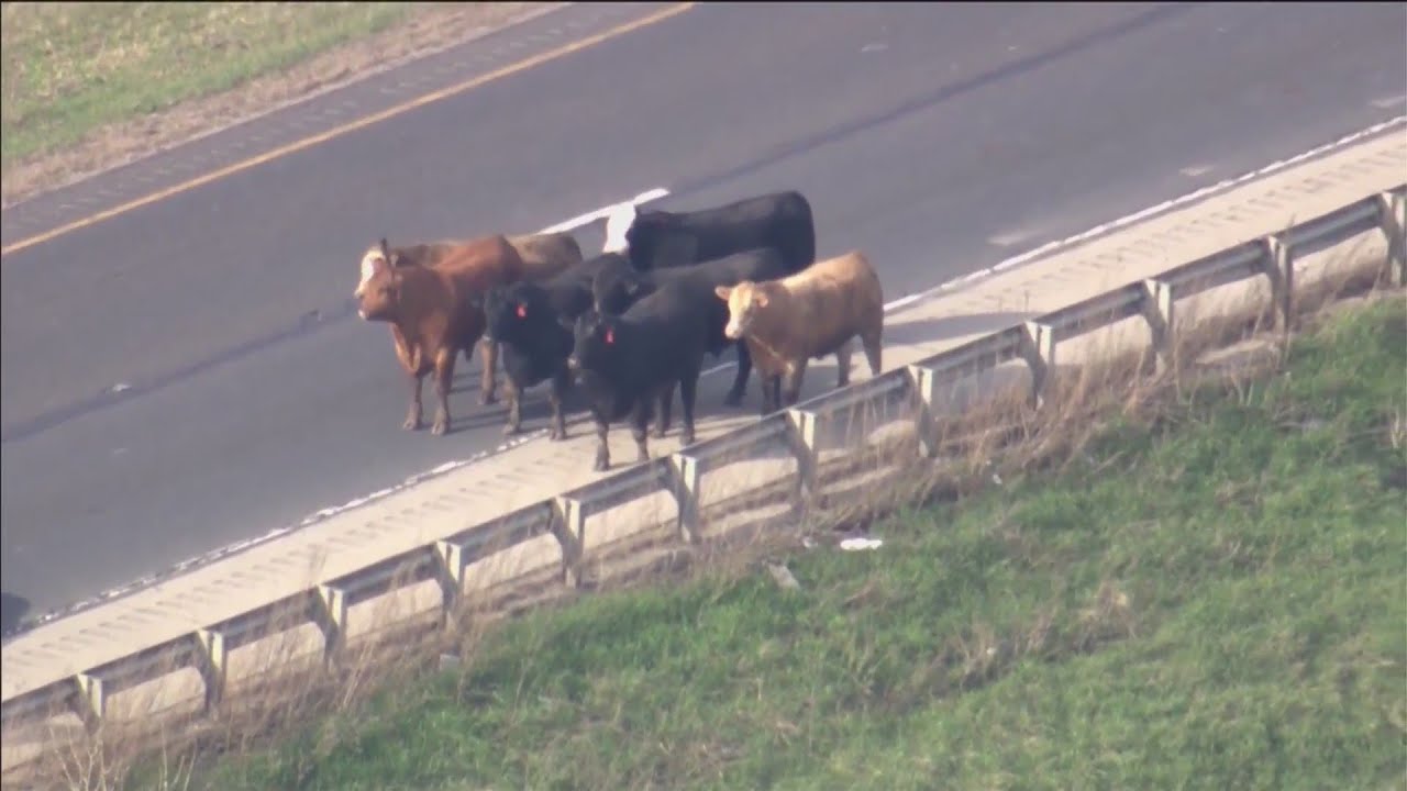 Cows on the loose after I-80 cattle truck crash in Joliet