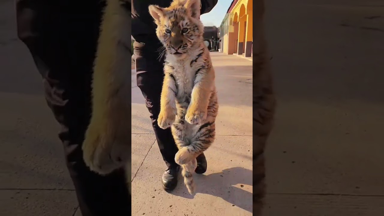 🐯🐯🐯Put me down quickly!😠😠😠 #tigercub  #tiger #kitten #foryou #fpy #cute #kitty #zoo #adorable