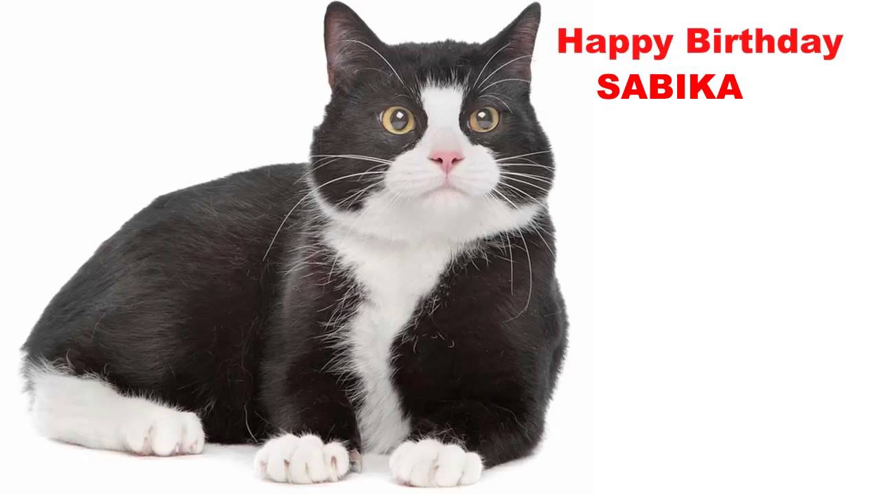 Sabika  Cats Gatos - Happy Birthday
