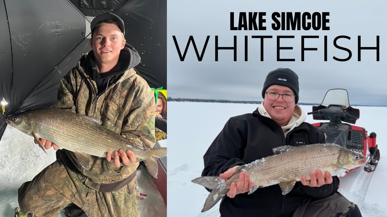 Ice Fishing For Whitefish on Lake Simcoe 