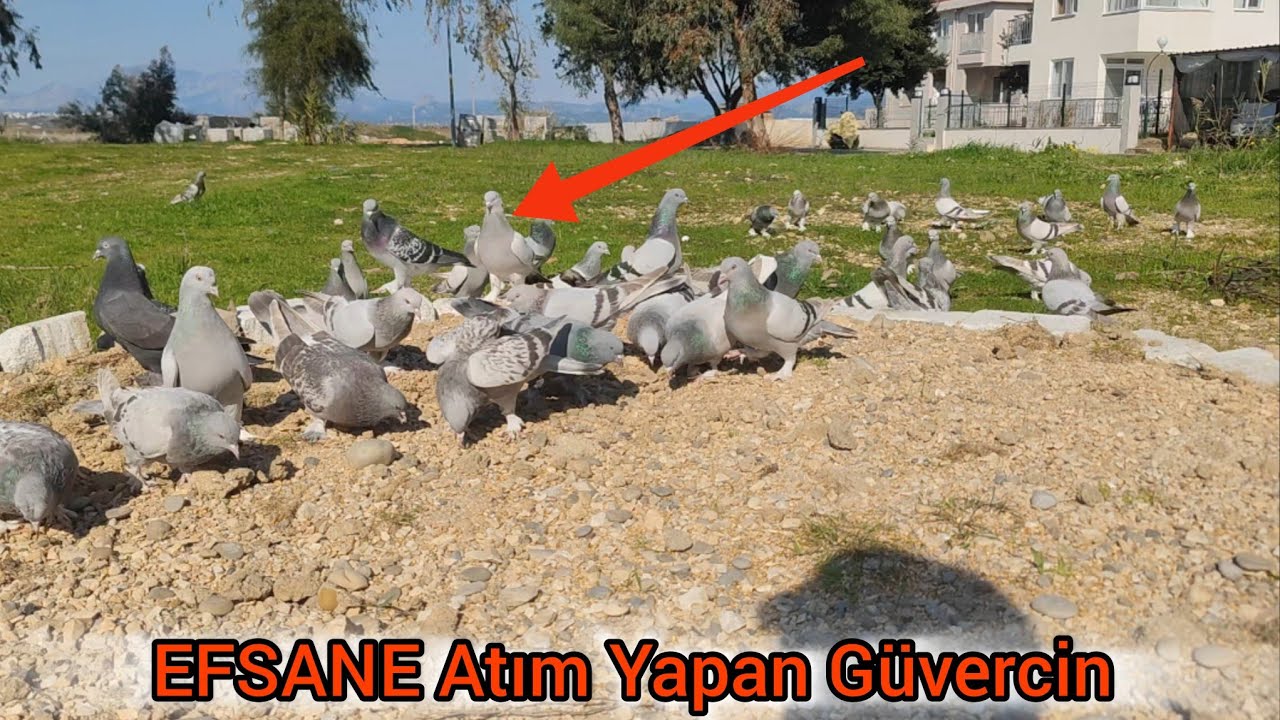 Bu Kuş Efsane Atım Yaptı  en az 500  metre