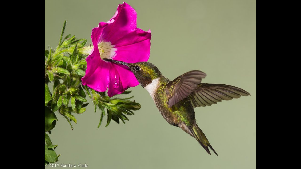 16 - Matt Cuda Photography Enhanced Audio Podcast:  How to photograph hummingbirds