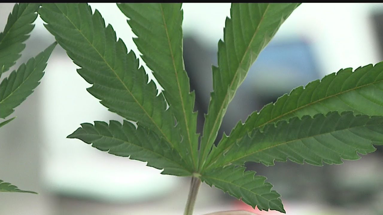 Leaves almost harvest-ready at area's first legal medical marijuana grow site