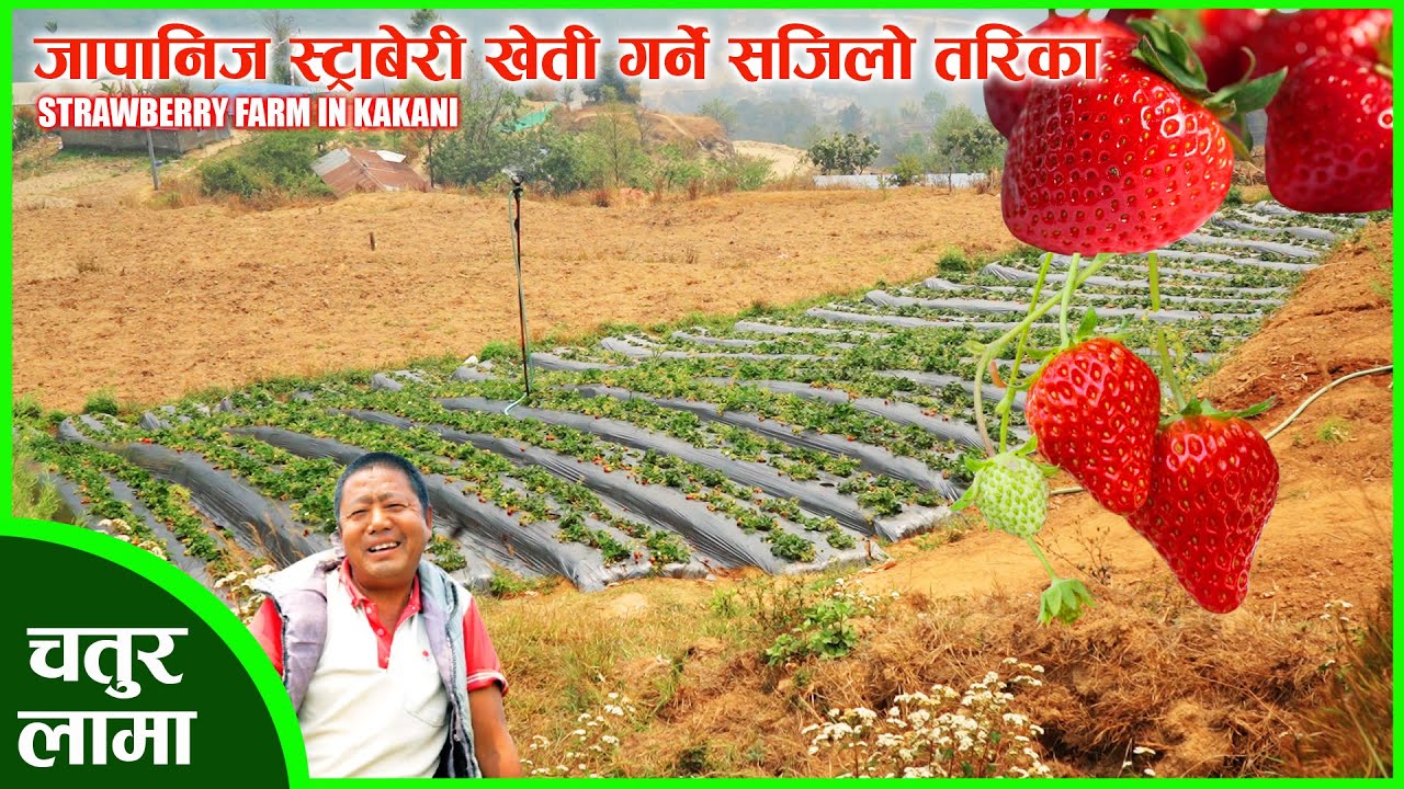 जापानिज स्ट्राबेरी खेतीबाट राम्रो आम्दानी भैरहेको छ । STRAWBERRY FARM IN KAKANI NEPAL l CHATUR LAMA