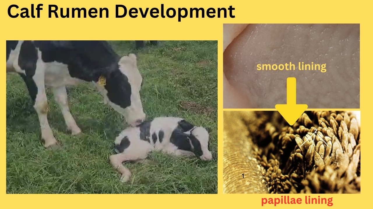 Chronicles of Calf and Heifer Rearing : Episode 3 - Rumen Development