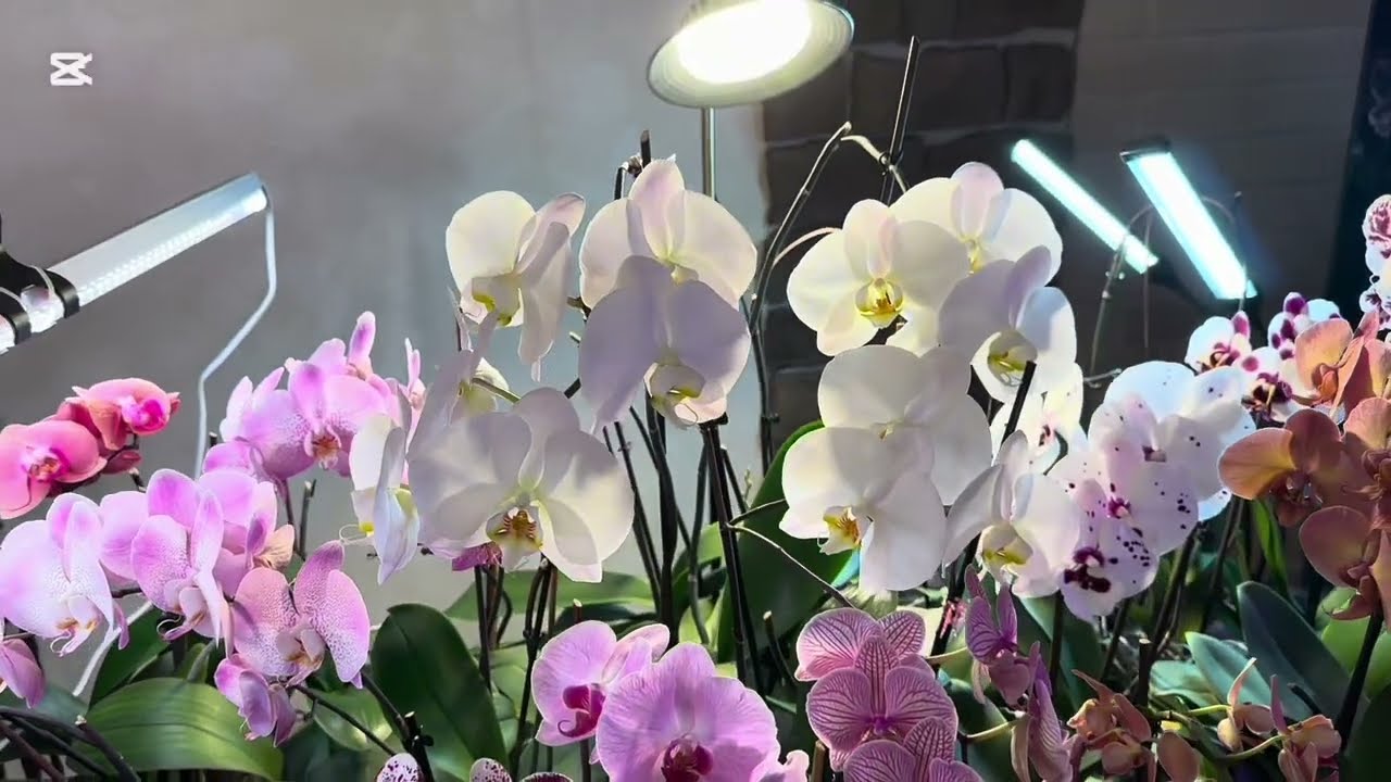 ЦВЕТЕНИЕ ОРХИДЕЙ🌺 делюсь им с Вами ( часть 2) 