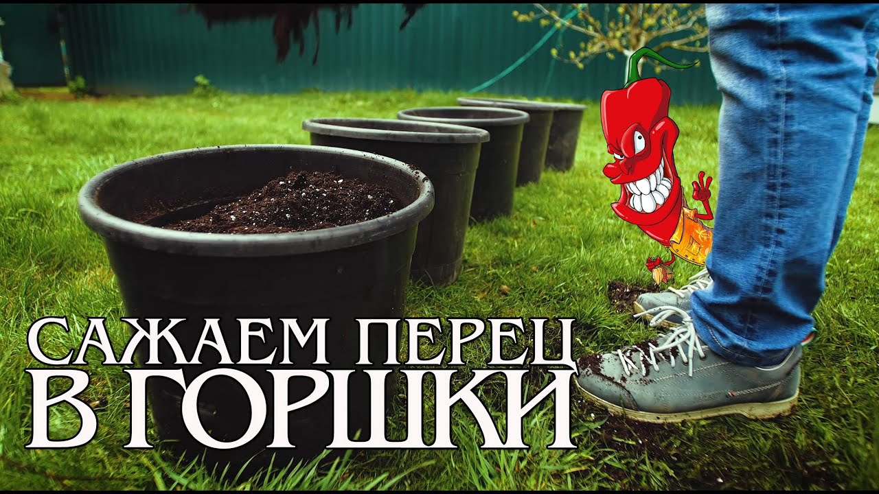 Сажаем перец в горшки без проблем.