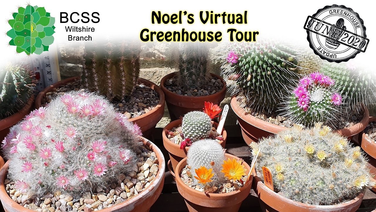 Noel's Cactus Update June 2020