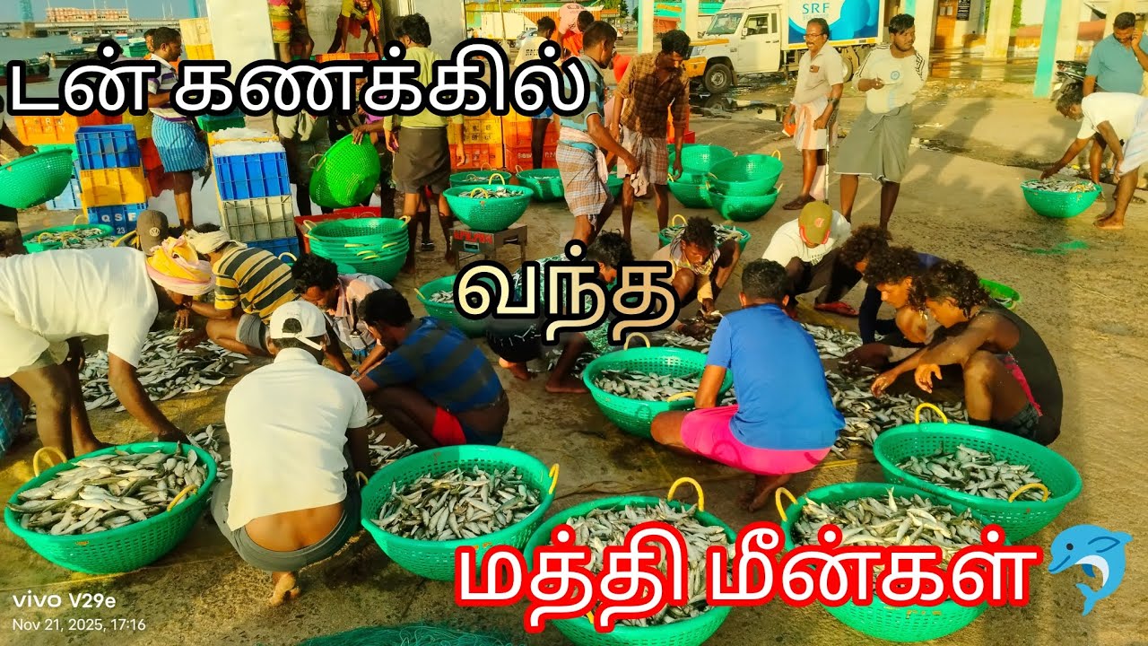 பாம்பன் ல் டன் கணக்கில் வந்து குவிந்த 📈மத்தி மீன்கள்🐬 #maduraifishcut786 #pamban #madurai #srf#fypシ 