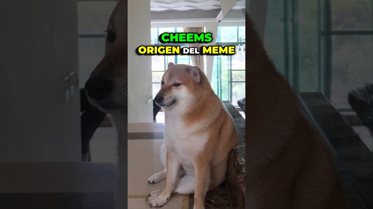 CHEEMS ORIGEN DEL MEME - La Historia Real Detrás del Perro Sentado Triste PARTE 1
