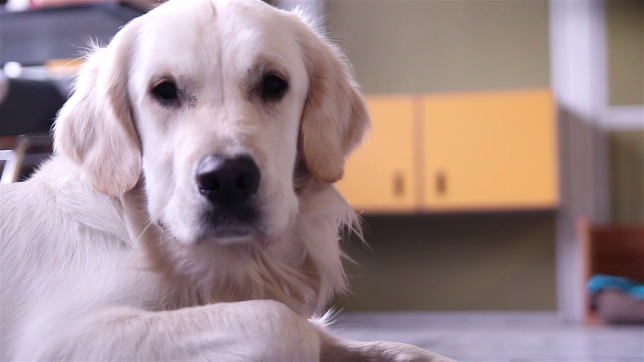 Schulhund George | Thomas-Mann-Gymnasium Stutensee [HD]