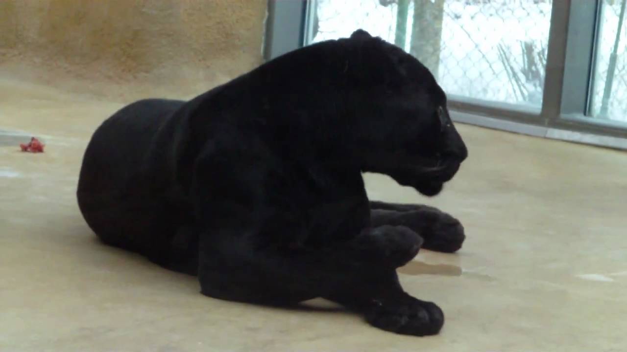 Black Jaguar Linus - Asian Elephant -  Puma - Munich Zoo - Tierpark  Hellabrunn