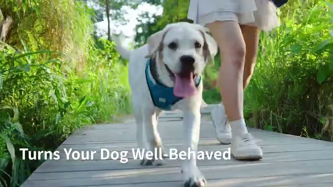 Petsuper SmartCoach Collar: Smart Bark Control Made Simple