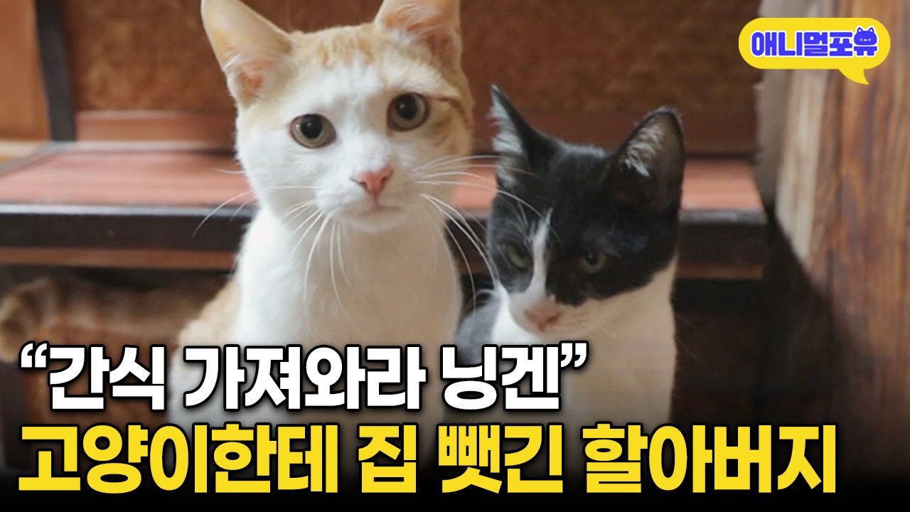무단 침입한 고양이 밥 줬다가 집 뺏긴 털보 할아버지 I KBS 동물극장 단짝 220211 방송