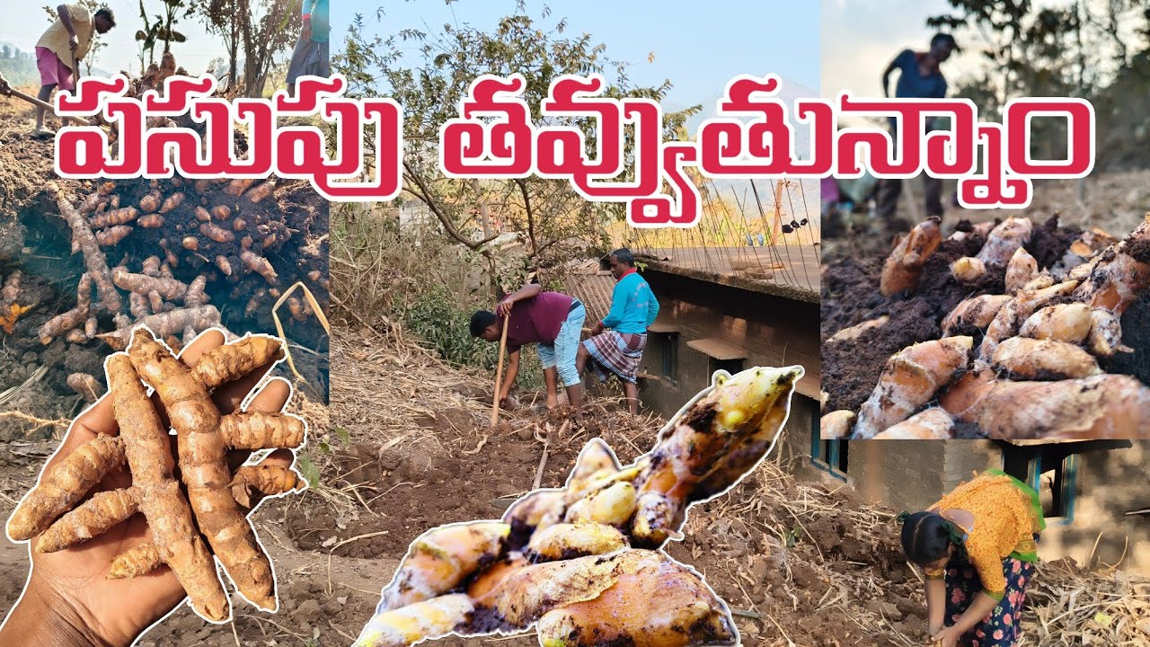ఊర్లో పసుపు తవ్వుతున్నాం 