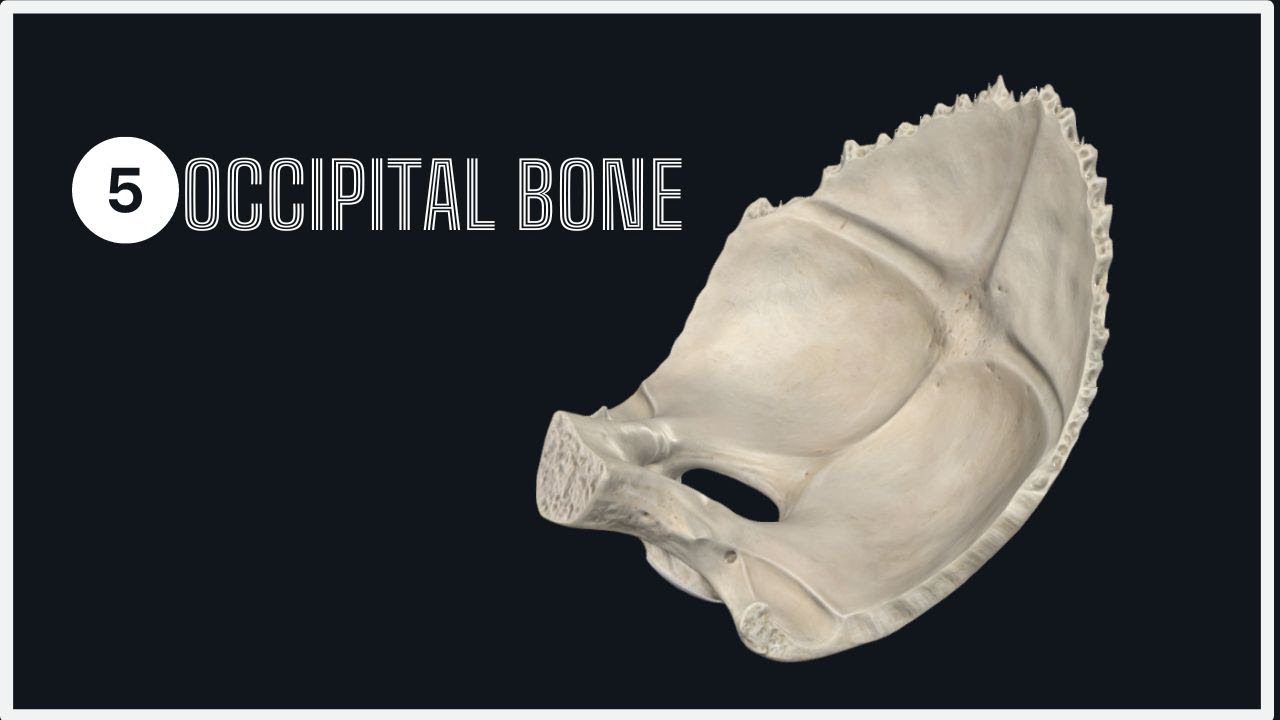 The Occipital Bone: Everything You Need to Know! #skull #education #anatomy