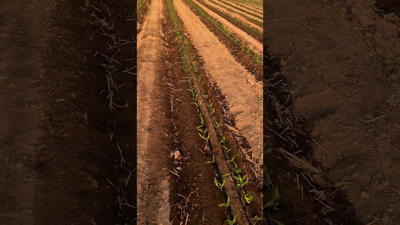 Siembra de maíz en suelos salinos.