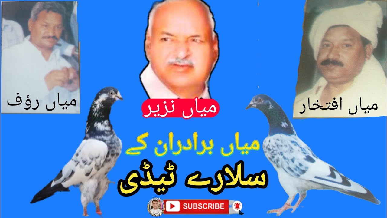 teddy salary kabuter | rwpbreederpigeon