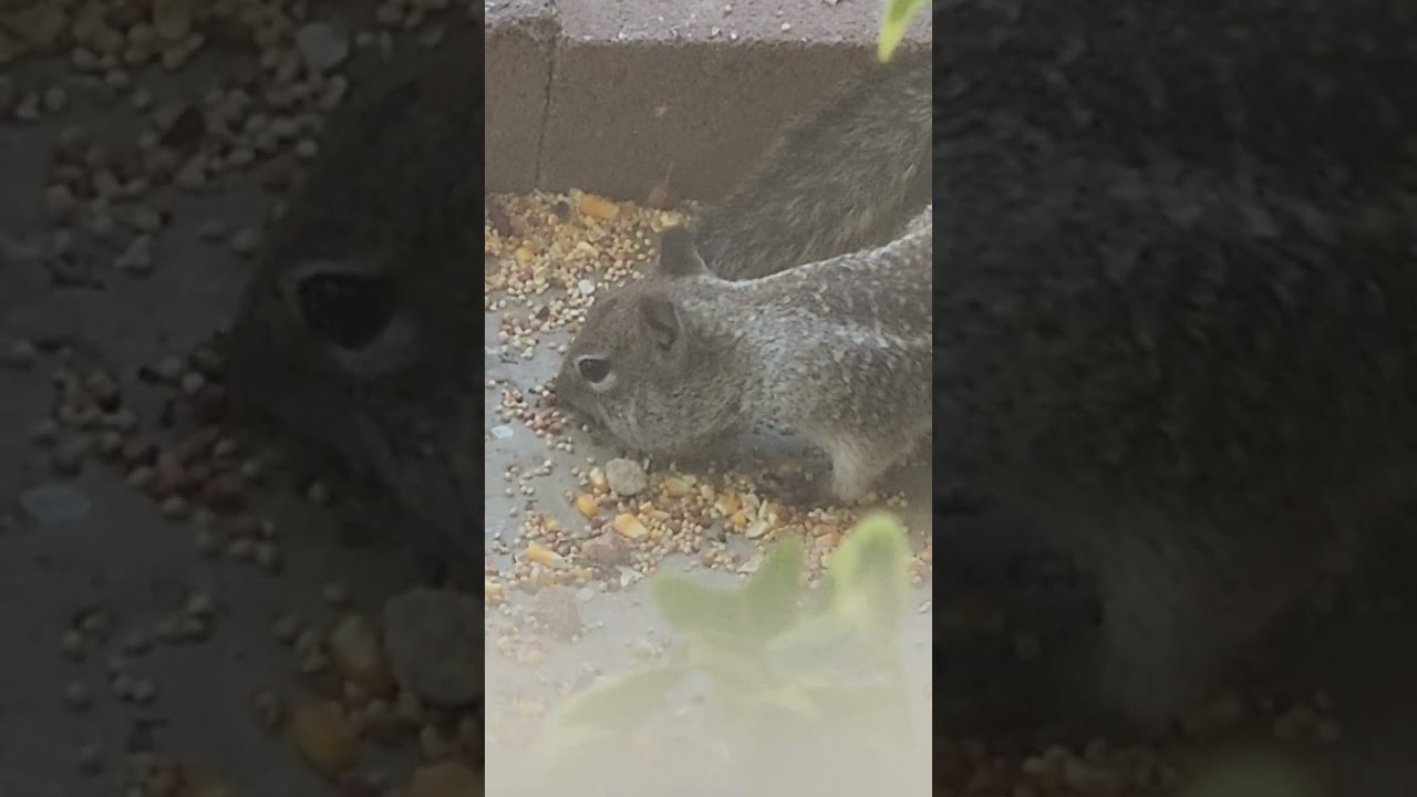 Baby Desert 🏜  Rock Squirrel 🐿