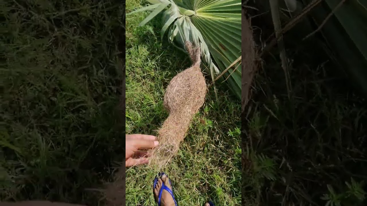 বাবুই পাখির বাসা তাল গাছে।