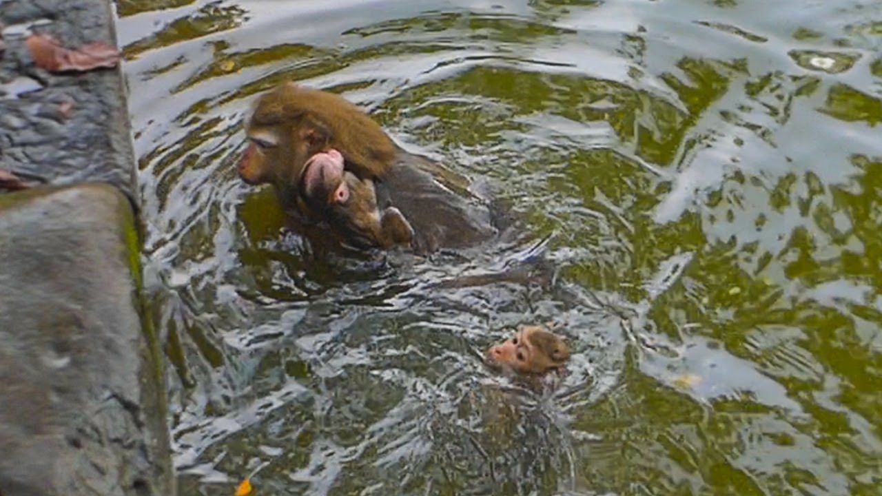 It's incredible that Lynx is swimming with his mother Luna for the first time
