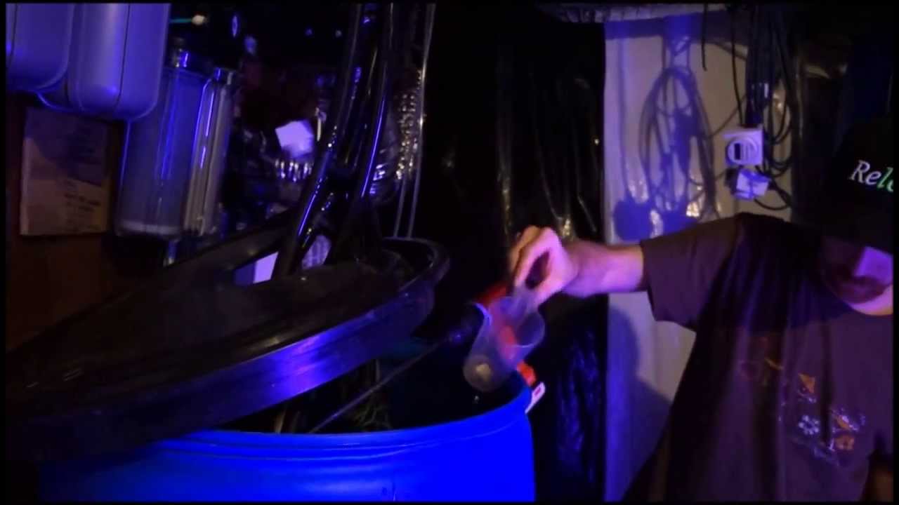 Kushington Farms Info Videos uses Lush Lighting, grows 1LB plants with full synthetic nutrient mix