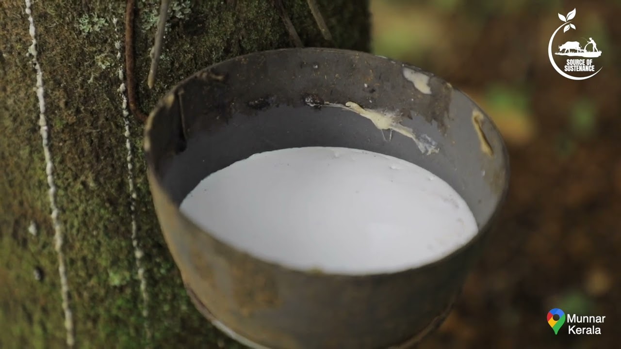 Rubber plantation and latex collection || Kerala