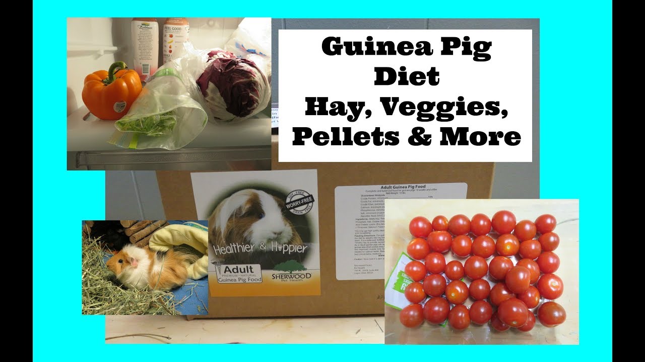 Guinea Pig Diet 2019: What I Feed