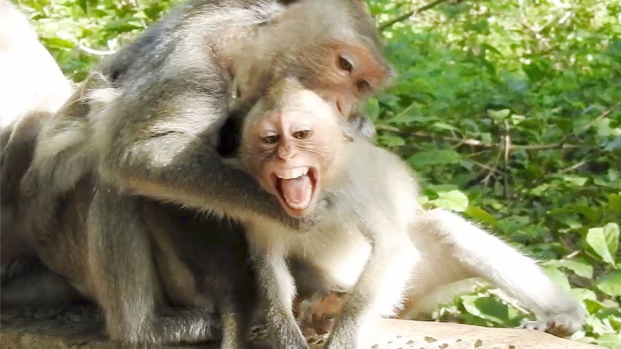 Amina angry young monkey but now baby cry looking for mom when the baby needs breast milk