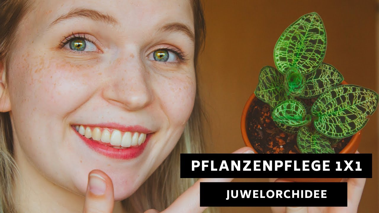 Pflanzenpflege 1x1: Juwelorchidee / Ludisia discolor - Pflege, Standort, Überwinterung und mehr!
