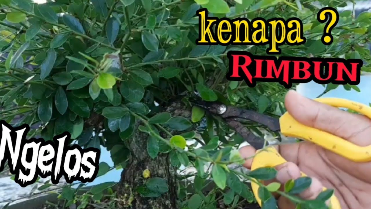 TUJUAN PENGELOSAN CABANG SAMPAI RIMBUN@utamaasepbonsaicutting3711