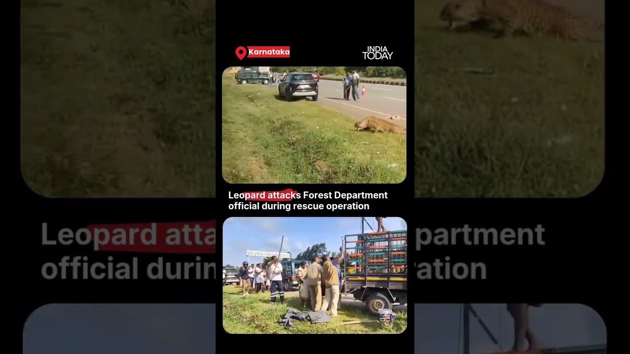 Injured Leopard Attacks Forest Official During Rescue Operation In Karnataka's Davangere