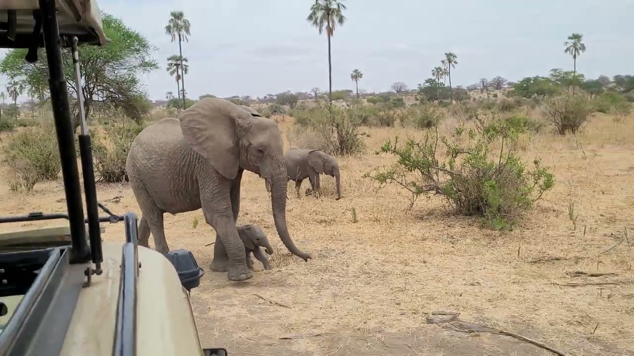 Elephants with babies going to the, dry river. Tarangire National Park