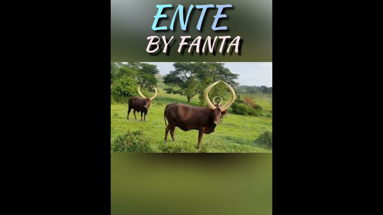 Okugambe ente by fanta