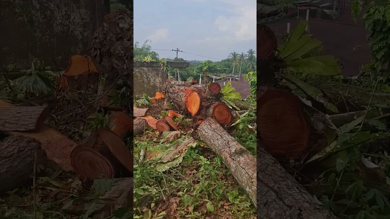 alhamdulillah  kelola  limbah kayu mahoni