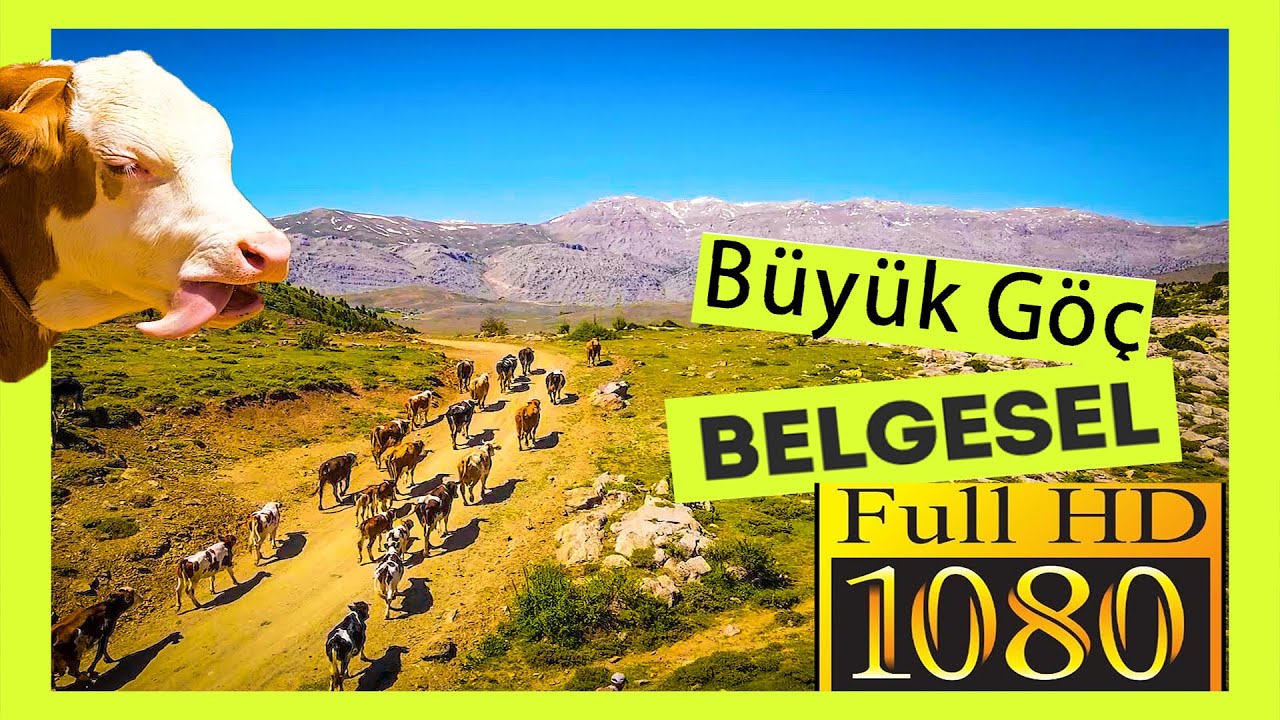 1900m Toros Dağlarına, İneklerle 8 saatlik  Büyük Göç-- BELGESEL