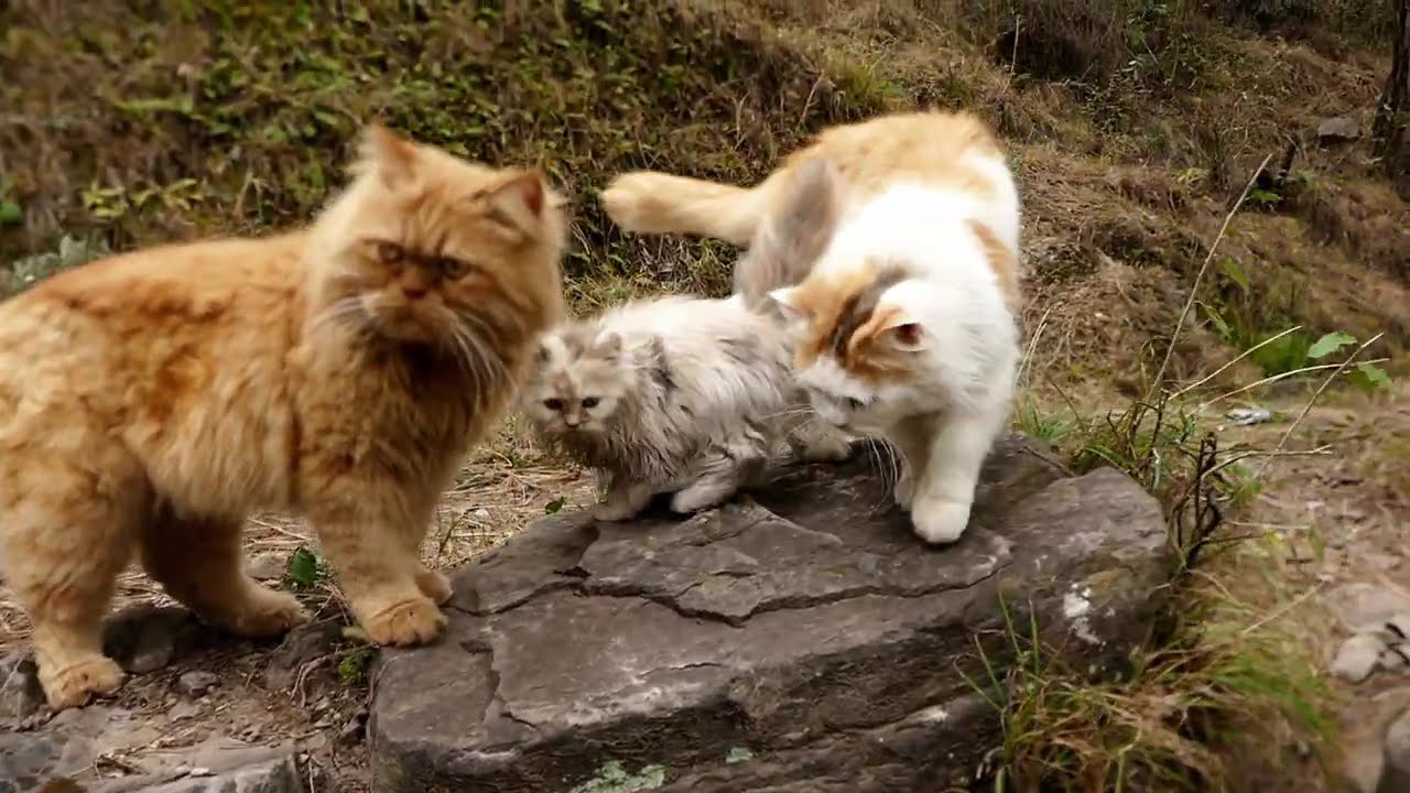 Cute Kitten Playing with Mother Cat Outdoors on a Mountain 🐱⛰️ Relaxing Cat Sounds 