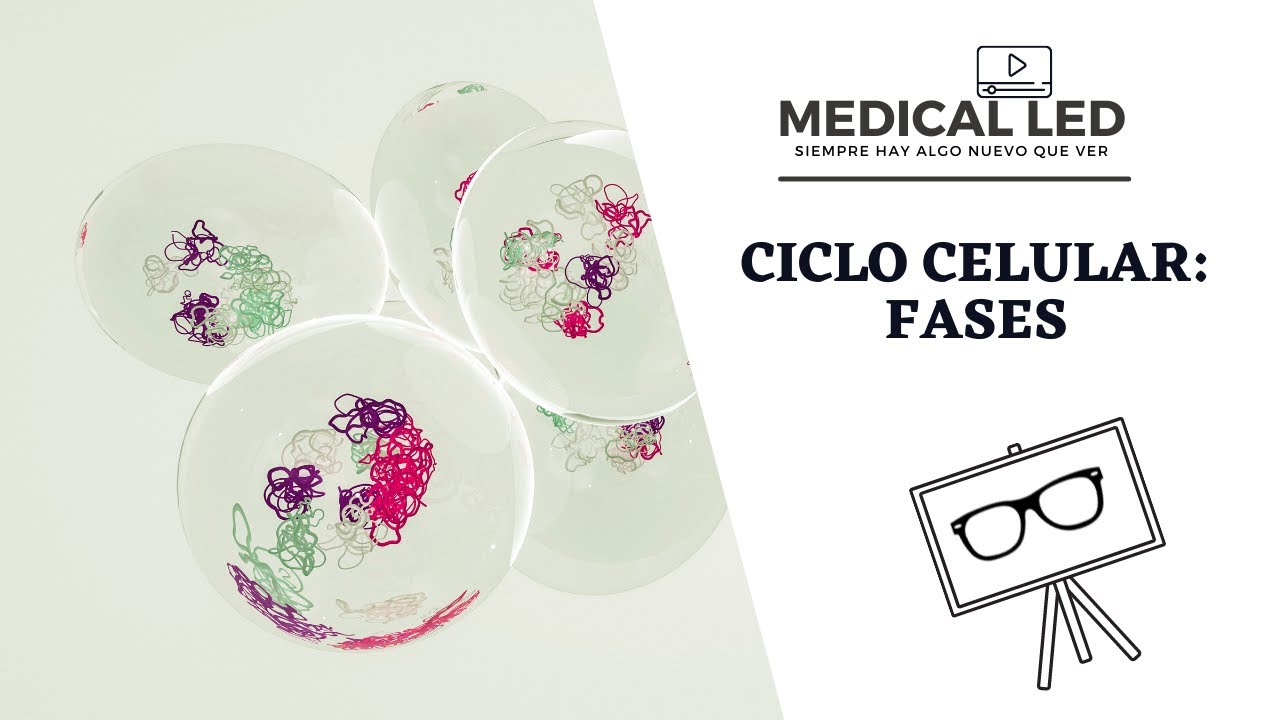 CICLO CELULAR 1: Fases, mecanismos de regulación y checkpoints