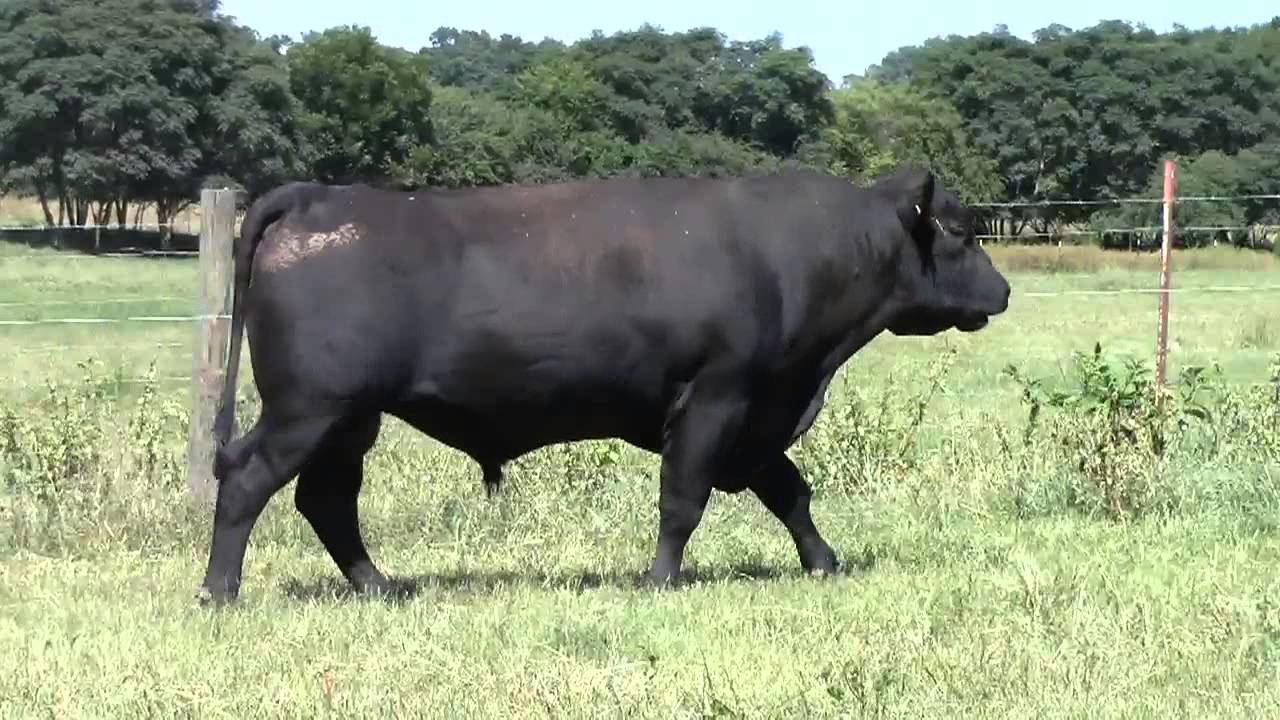 Black Grove 322