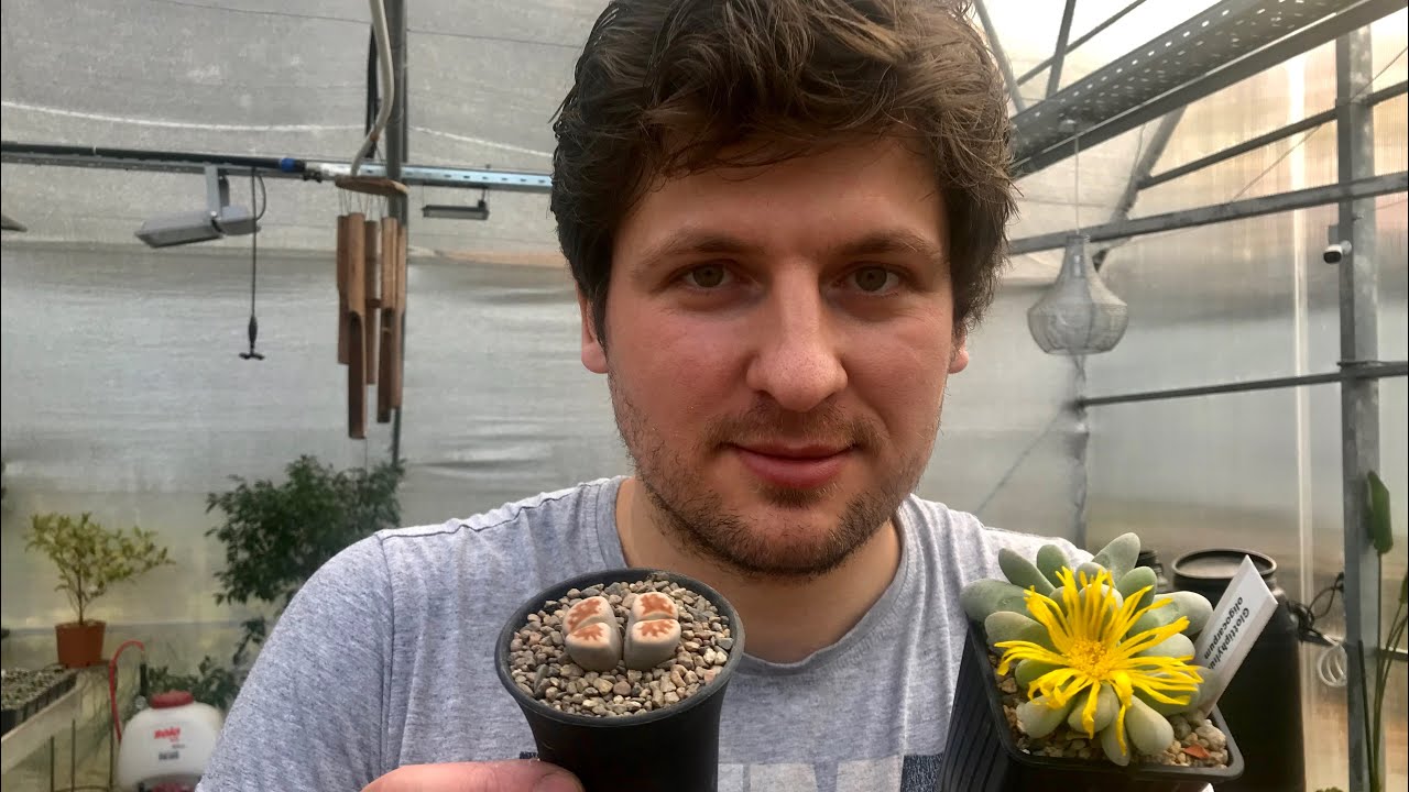 Пересадка Литопса (Lithops), Конофитума (Conophytum) и других Мезембриантемовых Mesembryanthemaceae
