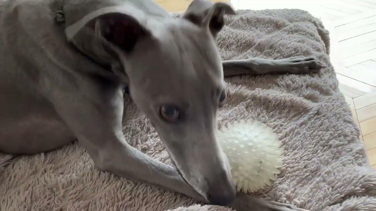 Whippet Playtime at Home 🐾 Cute Dogs Having Fun Indoors